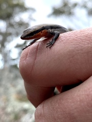 Acritoscincus platynotus