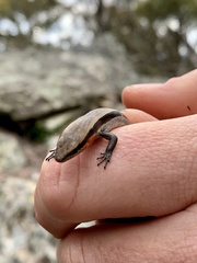 Acritoscincus platynotus