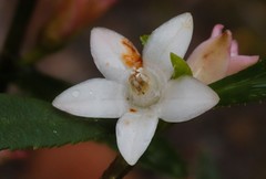 Crowea angustifolia