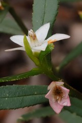 Crowea angustifolia