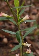 Crowea angustifolia