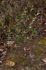 Crowea angustifolia