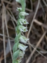 Spiranthes spiralis image