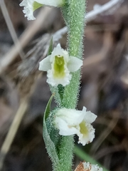 Spiranthes spiralis image