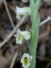 Spiranthes spiralis image