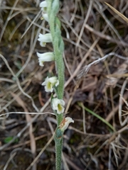 Spiranthes spiralis image