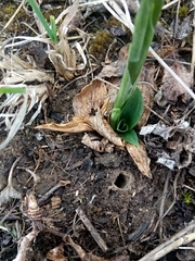 Spiranthes spiralis image