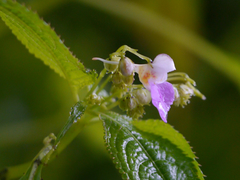 Impatiens laxiflora