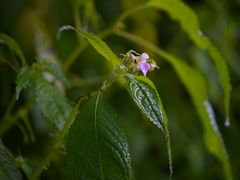 Impatiens laxiflora