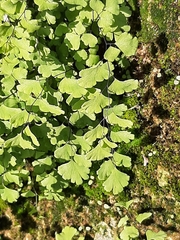 Adiantum capillus-veneris
