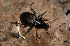 Pterostichus mannerheimii