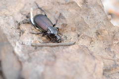 Pterostichus mannerheimii