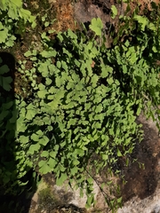 Adiantum capillus-veneris
