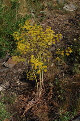 Ferula caspica