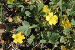 Potentilla glaucescens