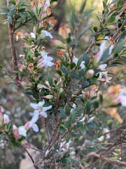 Epacris exserta