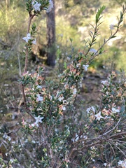 Epacris exserta