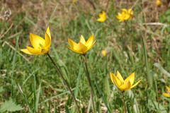 Tulipa sylvestris biebersteiniana