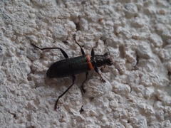 Lemidia