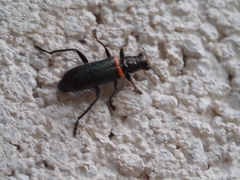 Lemidia