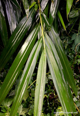 Alpinia calcarata