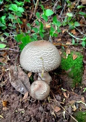 Agaricus subrufescens