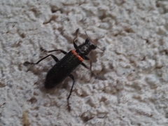 Lemidia