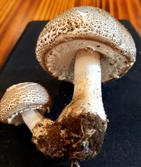 Agaricus subrufescens
