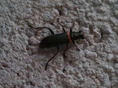 Lemidia
