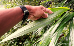 Alpinia calcarata