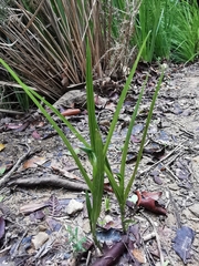 Pterostylis graminea