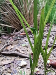 Pterostylis graminea