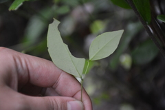 Crossopetalum