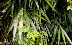 Alpinia calcarata