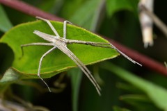Pisaurina dubia