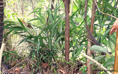Alpinia calcarata