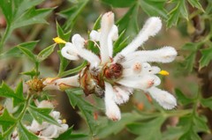 Petrophile diversifolia