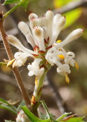 Petrophile diversifolia