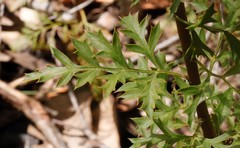 Petrophile diversifolia
