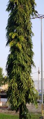 Polyalthia