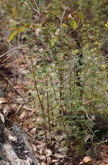 Petrophile diversifolia