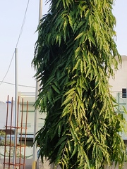 Polyalthia