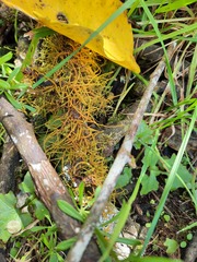 Papillaria flexicaulis