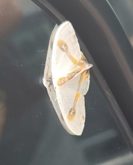 Macrocilix mysticata