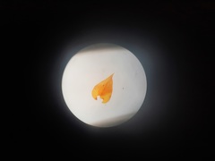 Papillaria flexicaulis