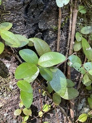 Metrosideros fulgens