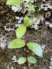 Metrosideros fulgens