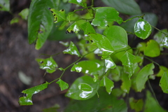 Crossopetalum