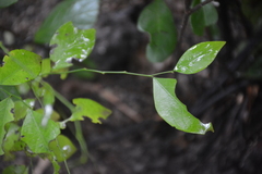 Crossopetalum