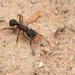 Rimose Fungus-farming Ant - Photo (c) Robby Deans, some rights reserved (CC BY-NC), uploaded by Robby Deans